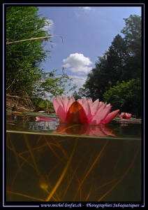 Pink Water Lilly...... :O)... by Michel Lonfat 